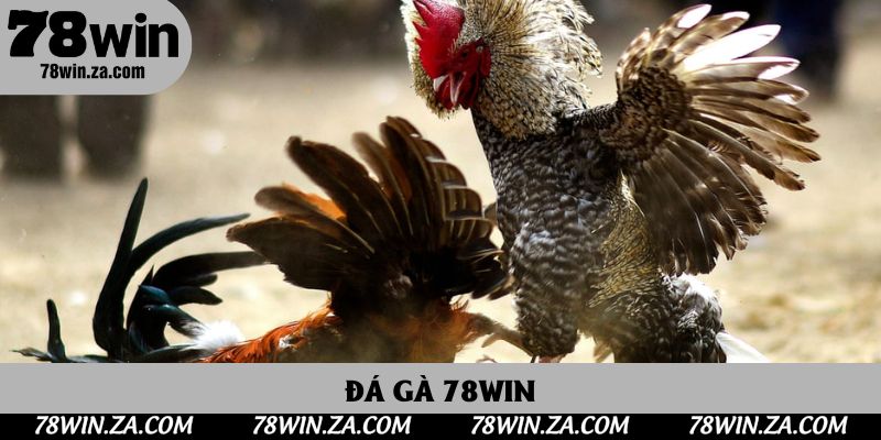 Đá Gà 78win: Trải Nghiệm Kịch Tính Tại Nhà Cái Uy Tín Hàng Đầu Châu Á 1 Đá Gà 78win Trực Tuyến Đỉnh Cao, Nơi Hội Tụ Cao Thủ